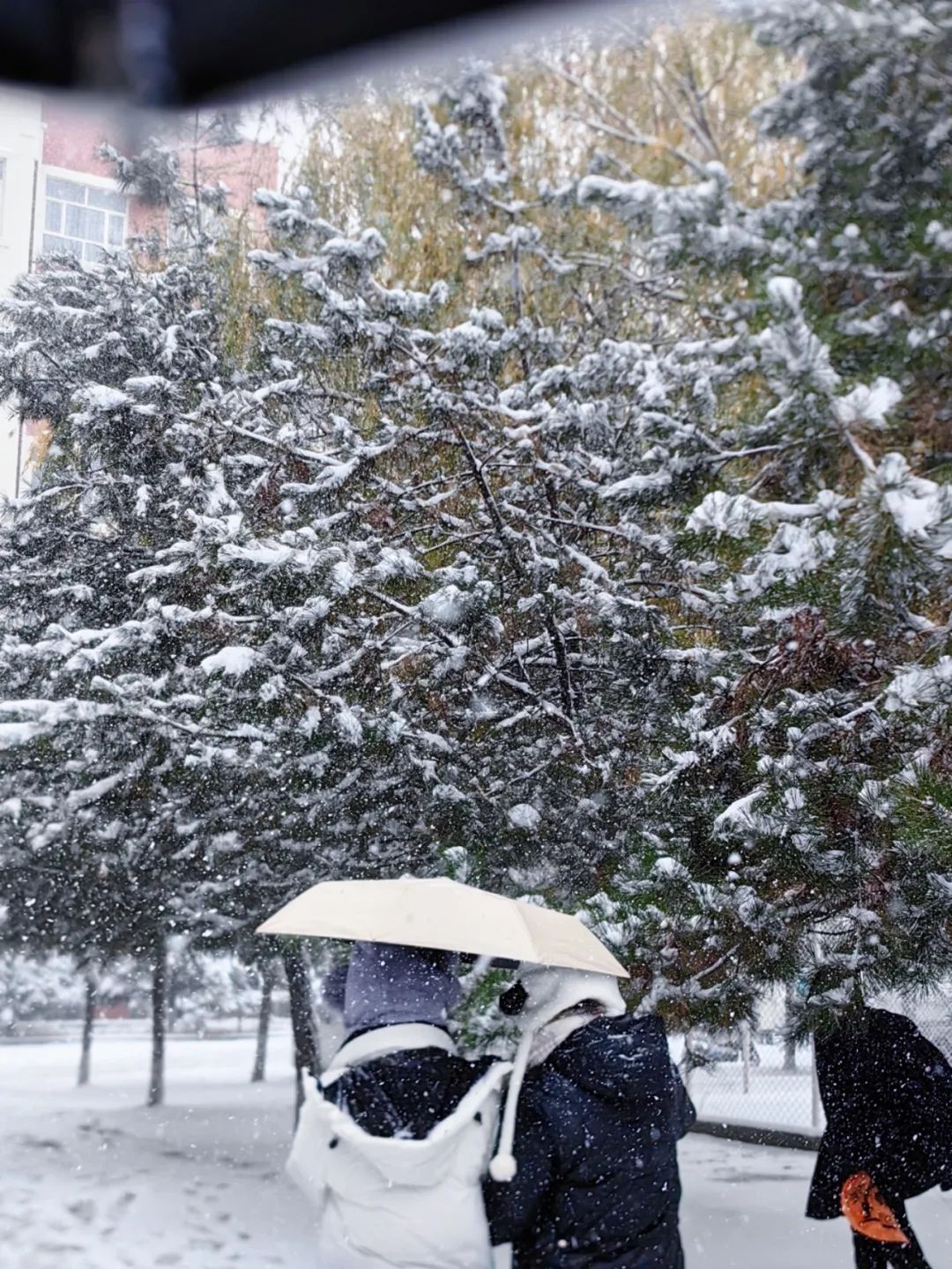  博达初雪
